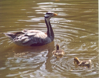 Anseriformes