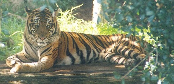 Panthera tigris