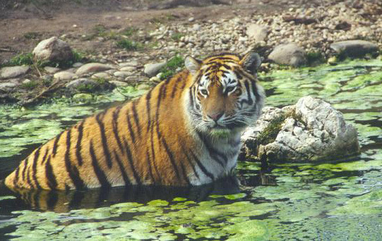 Panthera tigris