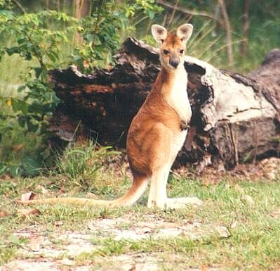 Macropodidae