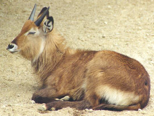 Artiodactyla