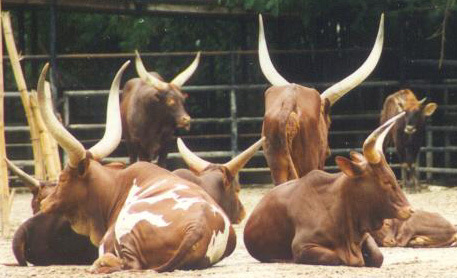 Bos taurus