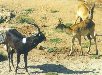 Artiodactyla