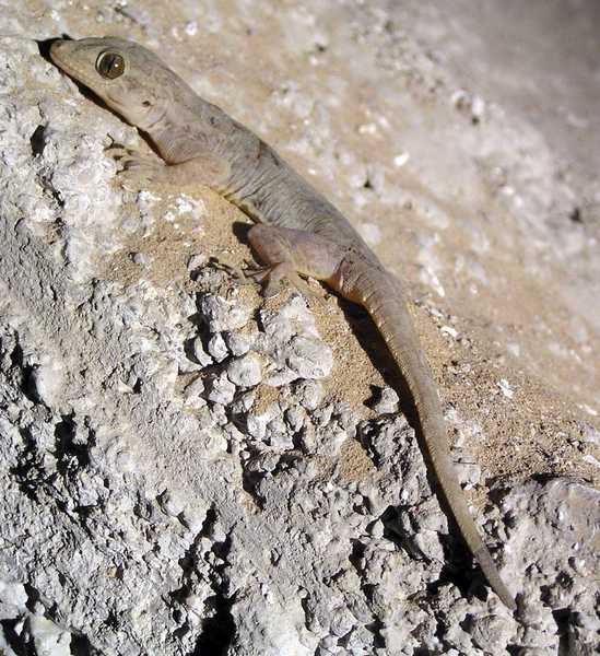 Hemidactylus flaviviridis