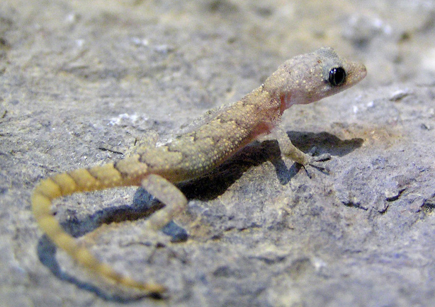 Carinatogecko aspratilis