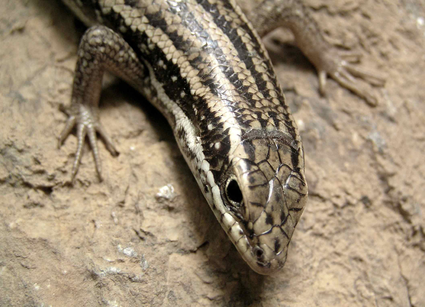 Trachylepis