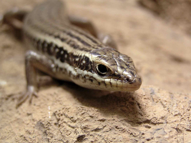 Photo of Trachylepis septemtaeniata