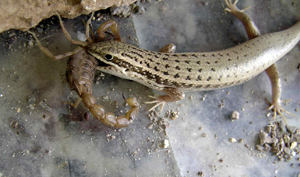 Trachylepis