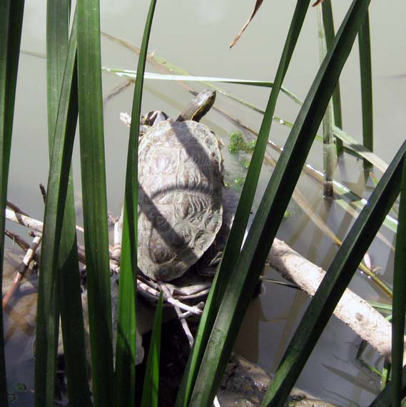 Mauremys caspica