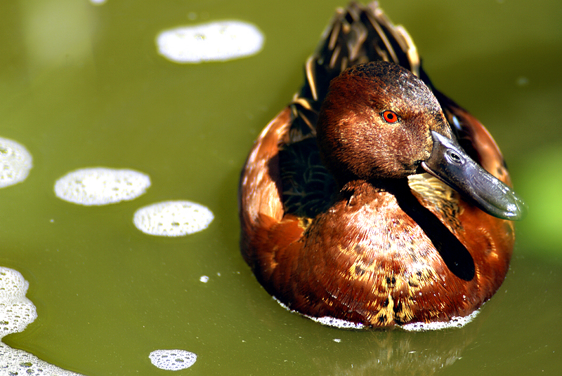 Anseriformes