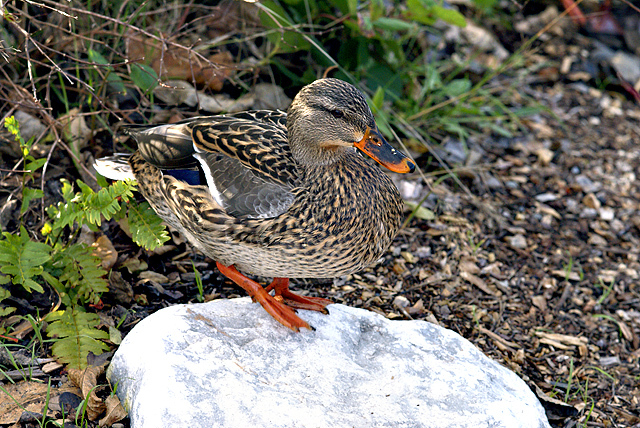 Anseriformes