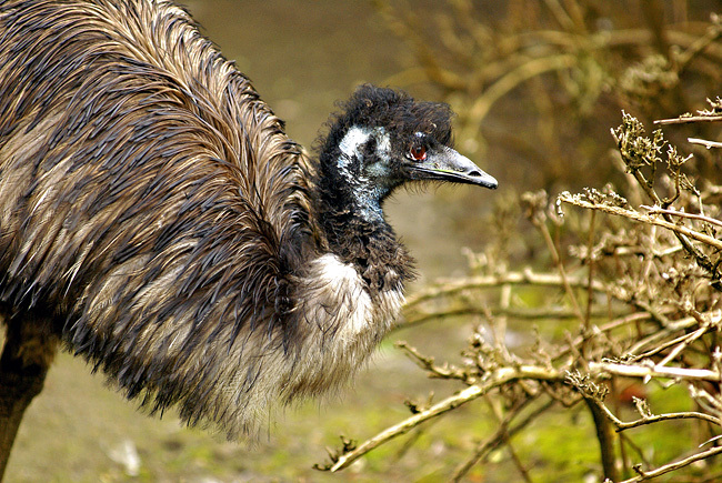 Dromaius novaehollandiae (emu)