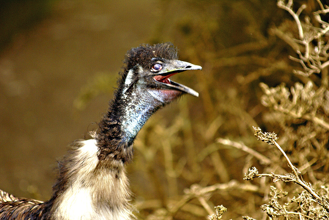 Struthioniformes