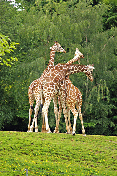 Giraffa_camelopardalis5