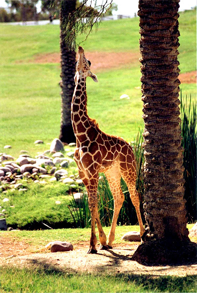 Giraffa camelopardalis