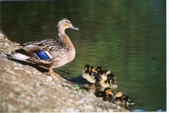 mallardhen_ducklngs