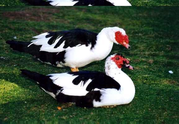 Cairina moschata