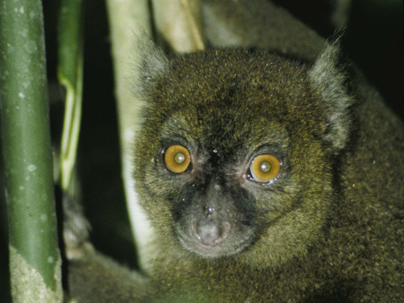 Prolemur