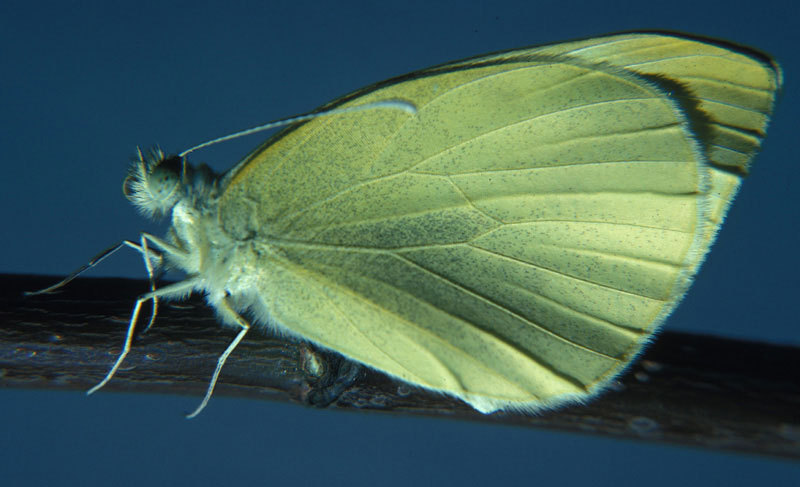 Lepidoptera