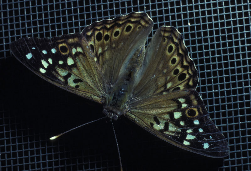 Nymphalidae