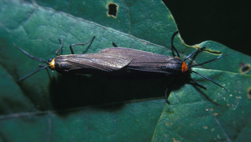 Cisseps fulvicollis