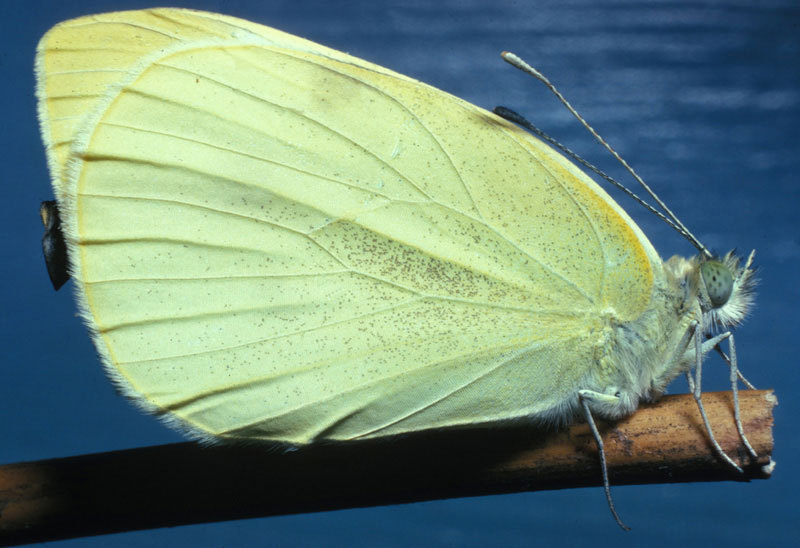 Pieris