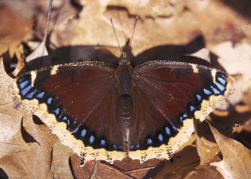 0008mourningcloak