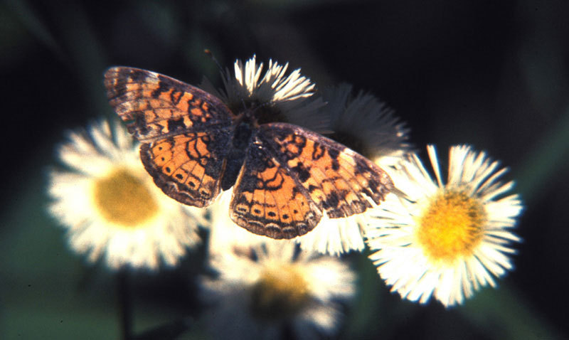 Phyciodes