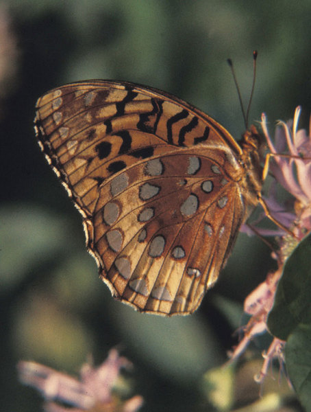 Lepidoptera