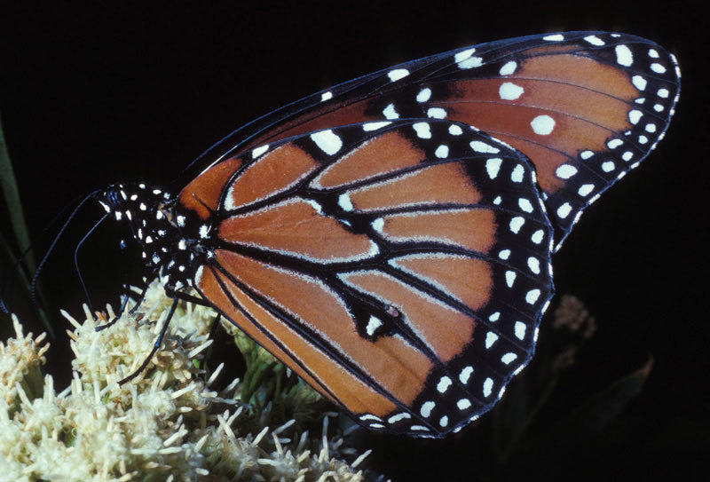 Papilionoidea