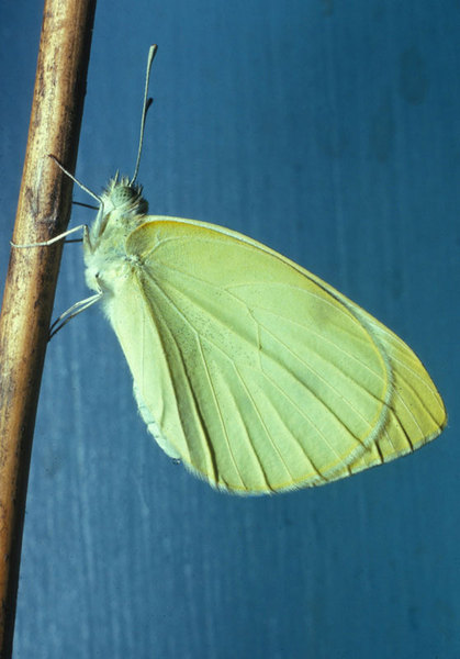 Pieris rapae