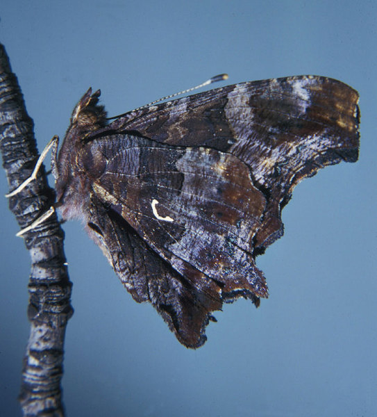 Lepidoptera