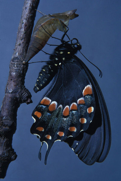 Papilio troilus