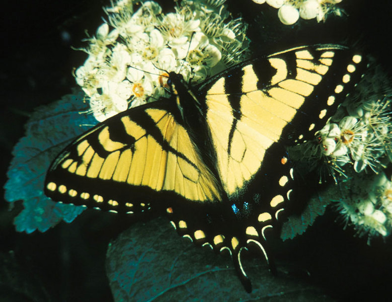 0027tigerswallowtail-1