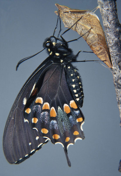 Papilionidae