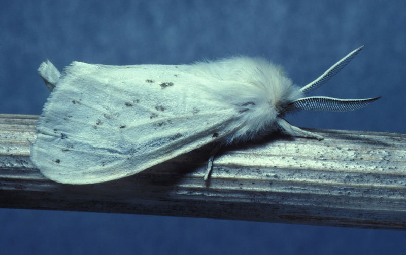 Noctuoidea