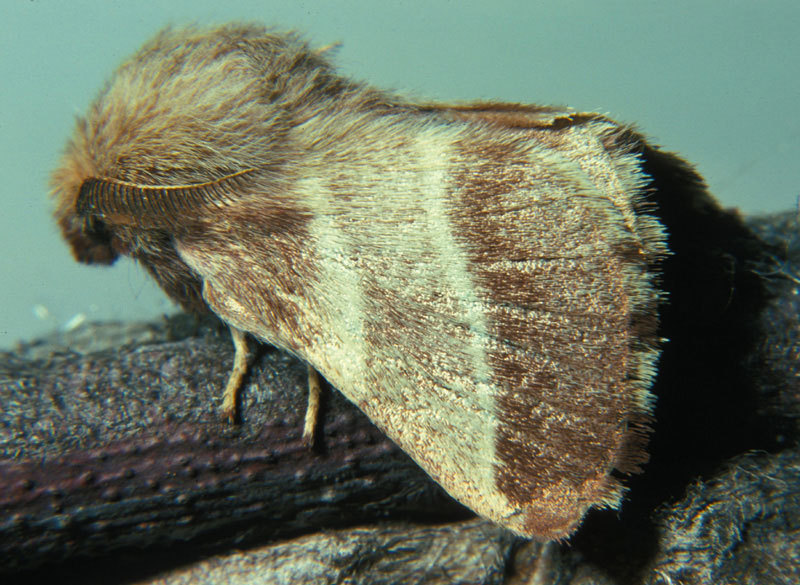 Lasiocampoidea