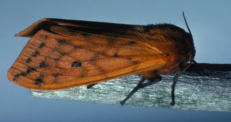 Noctuoidea