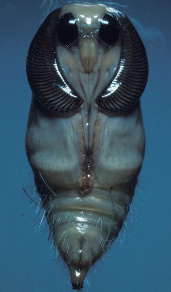 Lymantriidae