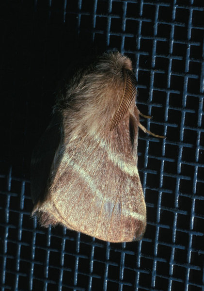 Lepidoptera