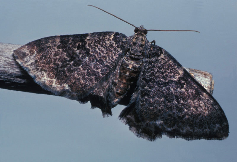 Lepidoptera