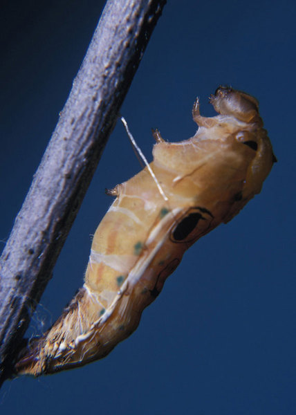 Papilionidae