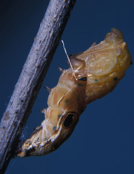 Papilio troilus