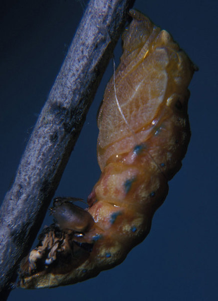 Papilio troilus