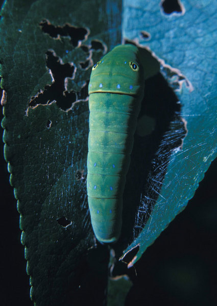 Papilionoidea