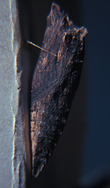 Papilionoidea