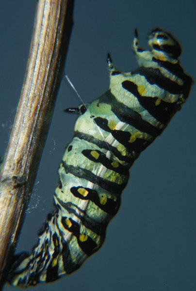 Papilio polyxenes