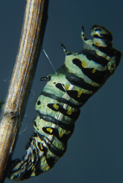 Papilio polyxenes