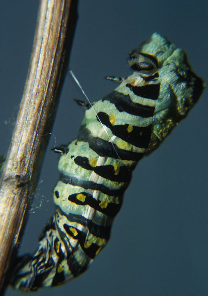 Papilio polyxenes