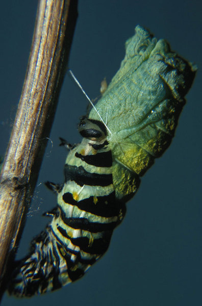 Papilio polyxenes